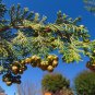 Hinoki Cypress Cones for Crafts 20 Cones Chamaecyparis