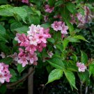Weigelia Flowering Shrub Weigela florida 100 Seeds