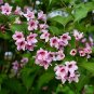 Weigelia Flowering Shrub Weigela florida 100 Seeds