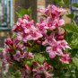 Weigelia Flowering Shrub Weigela florida 100 Seeds