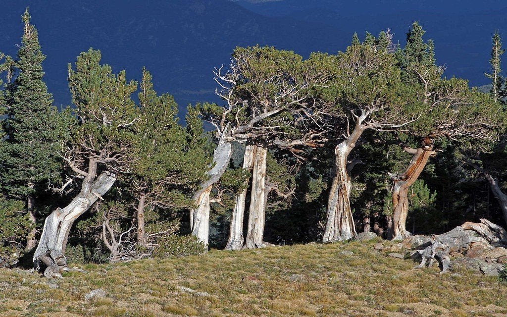 Rocky Mountain Bristlecone Pine Native Tree 20 Seeds Pinus