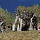 Rocky Mountain Bristlecone Pine Native Tree 20 Seeds Pinus