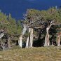 Rocky Mountain Bristlecone Pine Native Tree 20 Seeds Pinus