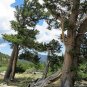 Rocky Mountain Bristlecone Pine Native Tree 20 Seeds Pinus