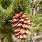Rocky Mountain Bristlecone Pine Native Tree 20 Seeds Pinus
