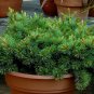 Rocky Mountain Bristlecone Pine Native Tree 20 Seeds Pinus