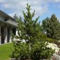 Rocky Mountain Bristlecone Pine Native Tree 20 Seeds Pinus