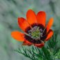 Pheasant&acirc;��s Eye Summer Adonis Adonis aestivalis 100 Seeds
