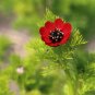Pheasant&acirc;��s Eye Summer Adonis Adonis aestivalis 100 Seeds