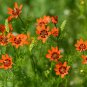 Pheasant&acirc;��s Eye Summer Adonis Adonis aestivalis 100 Seeds