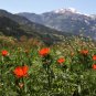 Pheasant&acirc;��s Eye Summer Adonis Adonis aestivalis 100 Seeds