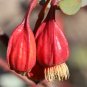 Fuchsia Gum Eucalyptus forrestiana 120 Seeds