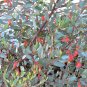 Fuchsia Gum Eucalyptus forrestiana 120 Seeds