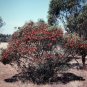 Fuchsia Gum Eucalyptus forrestiana 120 Seeds
