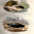 Histoire Naturelle de Lacepede - Comprenant les Cetaces, les Quadrupedes Ovip Histoire Naturelle de Lacepede - Comprenant les Cetaces, les Quadrupedes Ovip