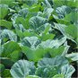 Georgia Southern Collard Seeds, NON-GMO