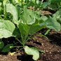 Georgia Southern Collard Seeds, NON-GMO