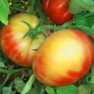 Virginia Sweets Tomato Certified Organic 10 Seeds