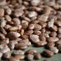Pinto Beans Beans Seeds