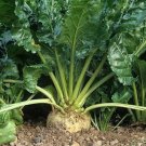 Sugar Beet F1 Untreated Seeds