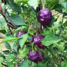 Purple UFO Hot Pepper Seeds. 10 Seeds per order