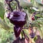 Purple UFO Hot Pepper Seeds. 10 Seeds per order