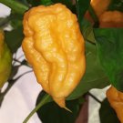TS Tangerine Hot Pepper Seeds. 10 Seeds per order