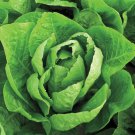 Jericho Romaine Lettuce 700 Seeds