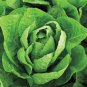 Jericho Romaine Lettuce 700 Seeds