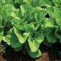 Jericho Romaine Lettuce 700 Seeds
