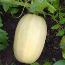 Spaghetti Winter Squash Seeds.