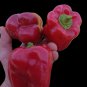 Keystone Giant Pepper Seeds Organic, Heirloom. 50 Seeds.