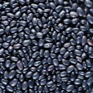 Black Turtle Bean Seeds Treated