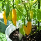 Aji Lemon Drop Hot Pepper 10 Seeds HOT!!!!