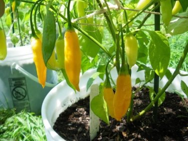 Aji Lemon Drop Hot Pepper 10 Seeds HOT!!!!