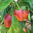 Pink Tiger Hot Pepper Seeds, EXTREMELY HOT PEPPER!!! 10 Seeds