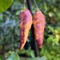 Pink Tiger Hot Pepper Seeds, EXTREMELY HOT PEPPER!!! 10 Seeds