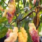 Pink Tiger Hot Pepper Seeds, EXTREMELY HOT PEPPER!!! 10 Seeds