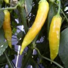 Aji Golden Hot Pepper 10 Seeds HOT!!!!