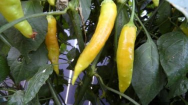 Aji Golden Hot Pepper 10 Seeds HOT!!!!