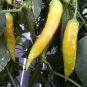 Aji Golden Hot Pepper 10 Seeds HOT!!!!