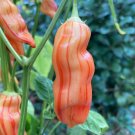 Sugar Rush Stripey Pepper Seeds. Blistering Hot!!!! 10 Seeds