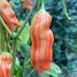 Sugar Rush Stripey Pepper Seeds. Blistering Hot!!!! 10 Seeds
