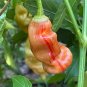 Sugar Rush Stripey Pepper Seeds. Blistering Hot!!!! 10 Seeds