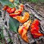 Sugar Rush Stripey Pepper Seeds. Blistering Hot!!!! 10 Seeds