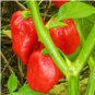 Aji Dulce Pepper Pepper Seeds 10 Seeds.
