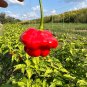 Aji Dulce Pepper Pepper Seeds 10 Seeds.