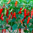 Aji Delight Pepper Pepper Seeds 10 Seeds.