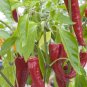 Aji Delight Pepper Pepper Seeds 10 Seeds.