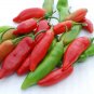 Aji Delight Pepper Pepper Seeds 10 Seeds.